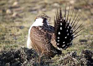 01grouse11.jpg - 26181 Bytes