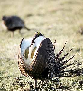 01grouse12.jpg - 30244 Bytes