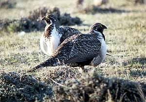01grouse13.jpg - 27598 Bytes