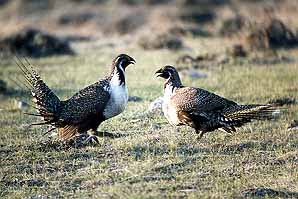 01grouse14.jpg - 27048 Bytes