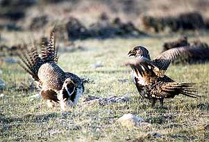 01grouse15.jpg - 28630 Bytes