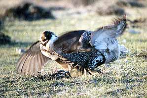 01grouse16.jpg - 29337 Bytes