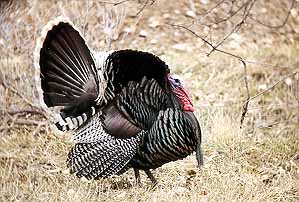 01turkeylive03.jpg - 30608 Bytes