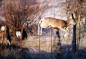 01wildpic01.jpg - 32545 Bytes