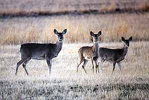 01wildpic02.jpg - 24961 Bytes