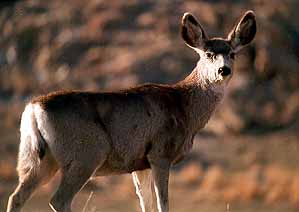 01wildpic03.jpg - 14737 Bytes