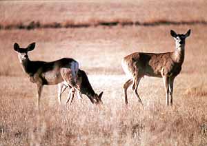 01wildpic04.jpg - 18223 Bytes