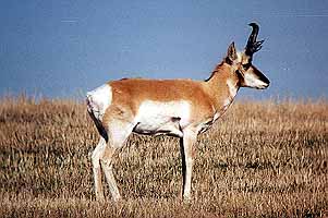 01wildpic05.jpg - 23904 Bytes