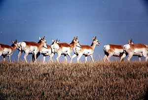 01wildpic06.jpg - 19649 Bytes