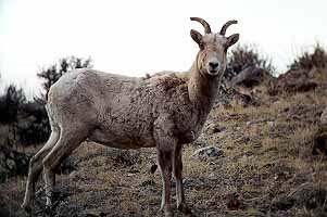 01wildpic07.jpg - 20511 Bytes