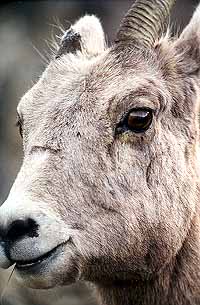 01wildpic08.jpg - 27237 Bytes