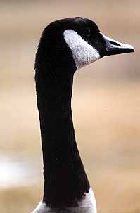 01wildpic09.jpg - 11107 Bytes