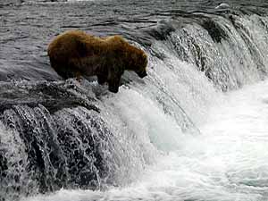 kodiak bear