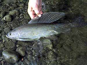 Alaska Arctic Grayling