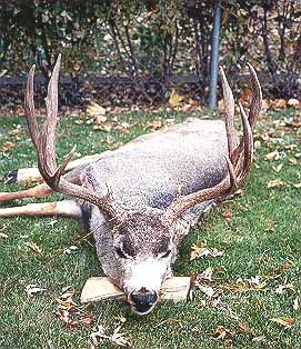 gtsee06.jpg - 50264 Bytes