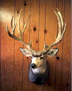 gtsee19.jpg - 23333 Bytes