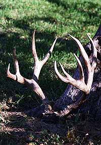 gtsee27.jpg - 27811 Bytes