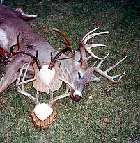 gtsee29.jpg - 28130 Bytes