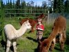 A child and her Herd