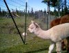 Chilly an Alpaca
