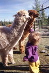 Hanna, Chilli and Annie