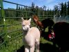 A small gathering of Alpacas