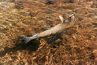 Arctic Graying on a bucktail