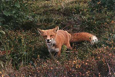 Red Fox