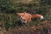 Red Fox