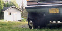 bear.JPG (33412 bytes)