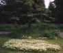 clovertree.JPG (42811 bytes)