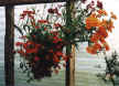 flower3.JPG (49269 bytes)