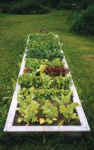 flowerbed2.JPG (59078 bytes)