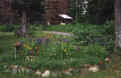 flowerbed3.JPG (50725 bytes)
