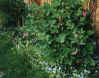 flowerbed4.JPG (45301 bytes)