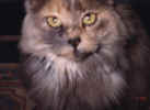 kitty2.JPG (18052 bytes)