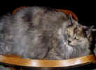 kitty.JPG (59086 bytes)