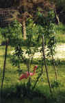 treebird.JPG (41241 bytes)
