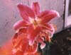 zflower.JPG