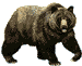 bear03.gif (1439 bytes)