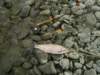 acolorfulfish_small.jpg