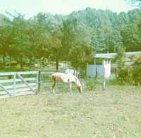 our horse