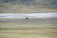 Muskox, Jago Put-in