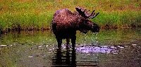 An Interior Alaska moose