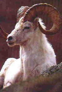 Dall sheep