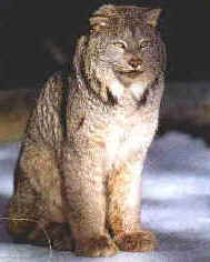 An Alaska lynx