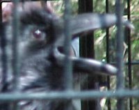 Rehabilitated Raven at the Alaska Zoo (photo by Garry Wallan)