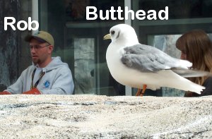 Rob, the tour guide, and the infamous Butthead, the Barfing Kittiwake (photo by Garry Wallan)