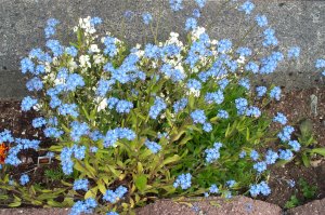 Forget-Me-Nots, the Alaska State Flower (photo by Garry Wallan)