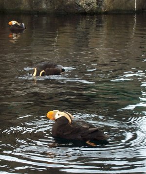 Puffins (photo by Garry Wallan)